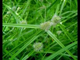 Image result for Kyllinga