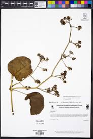 Image result for Marsdenia angolensis