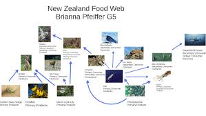 First known use of primary consumer. New Zealand Food Web By Brianna Pfeiffer