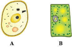 Animal cells have centrosomes (or a pair of centrioles), and lysosomes, whereas plant cells do not. Given Below Are The Sketches Of Two Types Of Cells A And B A Which One Of These Is A Plant Cell Give Reason In Support Of Your Answer B List The Cell Structures