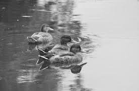 Wildenten Bilder Fotos