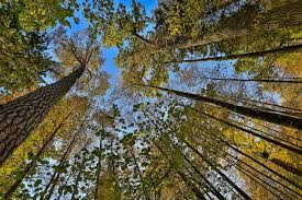 WEBINAR: The Potential Role of Federal Regulation in Voluntary Carbon  Markets