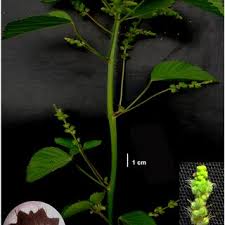 Image result for Acalypha lanceolata
