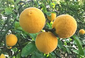 Image result for Citrus trifoliata