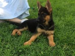 Shepherd pups, akc, 1 f left born 11/4, 1st shots, wormed, big boned, beautiful temperament $700 ; German Shepherd Puppies For Sale In Va Petfinder