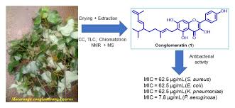 Image result for Macaranga schweinfurthii