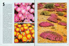 African or namaqualand daisies are so prolific if grown if full sun that the leaves are almost invisible when the blooms appear. Namaqualand Spectacular Blooming Of The South African Desert Monaco Nature Encyclopedia
