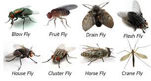 10 Interesting Facts About Flies Which Will Reveal Why Flies Control In Brisbane Is Necessary Get Rid Of Flies Horse Fly Fruit Flies