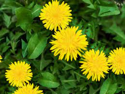 Maybe you would like to learn more about one of these? Dandelion Greens Plant Care Growing Guide