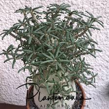 Image result for Dorstenia buchananii