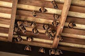 As an essential business we will continue offering the same great service that we have been providing. Bat Trapping Removal Humane Bat Removal Services In Atlanta Ga