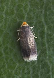 Image result for Stigmella paradoxa