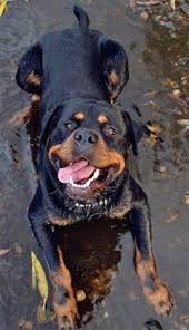 Последние твиты от rottweiler puppies (@rottpups). Enrique Texas31317 Profile Pinterest