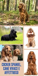 Un cucciolo, infatti, ha bisogno di amore infinito e pazienza da parte dei suoi padroni ma altresì di spazio per potersi muovere e tempo che dovrete dedicargli per fare in modo che socializzi anche con gli altri cani fin da piccolo. Pin Su Diy Pet Ideas