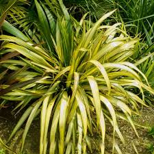 Image result for Phormium
