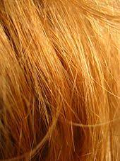 Red Hair Wikipedia The Free Encyclopedia Natural Red Hair Redhead Facts Red Hair Gene