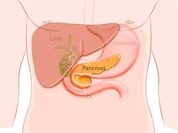 The rib cage consists of six pairs of bones on each side of your chest. Pancreas Basics Pancreatic Cancer Johns Hopkins Pathology