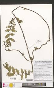 Image result for Baissea