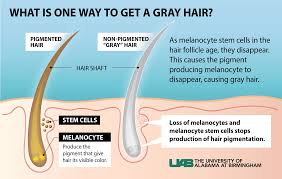 If there is stress, there will be depletion of stem cells in hair follicles. Stress Will Give You Grey Hairs But The Process Is Naturally Reversible Gowing Life