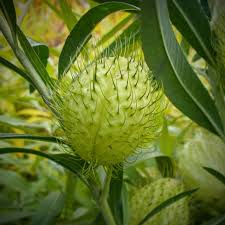Image result for Gomphocarpus physocarpus