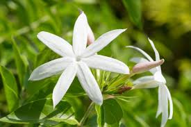 Many indian women prefer to wear a chain of jasmine flower on their hair when they tie bun which usage of flowers during funeral is very common in many religion and country. Common Jasmine Varieties What Are Some Different Types Of Jasmine