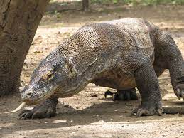 Check spelling or type a new query. 10 Rare Animal That Only Can Find In Indonesia Steemit