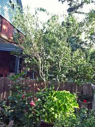 Foliage turns yellow in fall. One Of My Favorite Gardening Tricks Curly Willow Branches Diy Tree High Impact On The Cheap The Year Of Living Fabulously