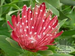 Proteases play a key role in many physiological processes never buy an enzyme that lists the amount in weight, like milligrams (mg). Protea From Burncoose Nurseries