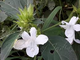 Image result for Barleria cristata