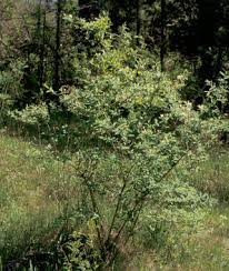 Image result for Honeysuckle 1972 Austin