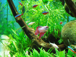 Betta Fish 10 Gallon Tank Setup Means Room For Tank Mates Betta Fish Tank Betta Fish Care Betta Fish Tank Mates