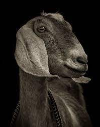 More Chattel Goats Pet Portraits Photography Farm Animals