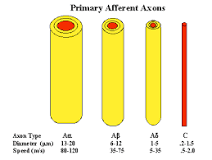 Neuroscience For Kids - conduction velocity