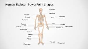 Human Skeleton Powerpoint Shapes Slidemodel
