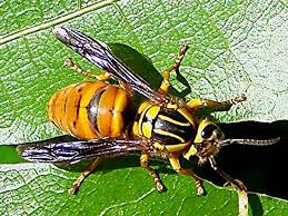 * braconid wasp to large arthropods, usually with two body regions: Florida Wasps Pictures And Wasp Identification Tips Green Nature