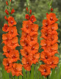 Name Rosiebee Red Gladiolus Flower Amazing Flowers Gladiolus