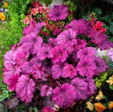 Using cuttings to start new plants and expand your garden is best done after the temperature begins too cool. 20 Best Perennial Flowers Easy Perennial Plants To Grow