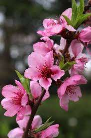 Spring flowering trees in alabama. Pin On Cicekli Agaclar