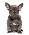 48 Best Grey French Bulldog images | French bulldog ...