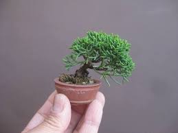 Small trees with large leaves or. How Big Do Bonsai Trees Grow Grow Your Bonsai