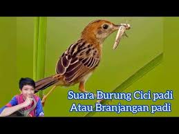 Popular search harga lovebird, harga burung lovebird, harga love bird, burung kutilang, lovebird termahal di dunia arsip Suara Burung Branjangan Padi