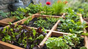 Die sandkiste mit nach oben nehmen: Gemuse Auf Dem Balkon Anbauen So Einfach Geht Es Ndr De Ratgeber Garten Nutzpflanzen