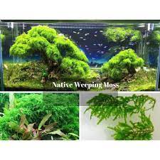 Native Weeping Moss Bettafish Aquarium Fish Fishtank Tropicalfish Freshwater Bonsai Aquarium Live Aquarium Plants Water Garden Plants Underwater Plants