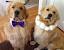 Labrador Dog Wedding Dress
