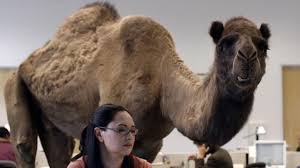 You can find me in stardom here Hump Day Commercial Creators Talk About Their Wildly Successful Ad Cbs News