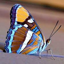 Mariposa Butterfly Spirit Animal Beautiful Butterflies Beautiful Butterfly Photography