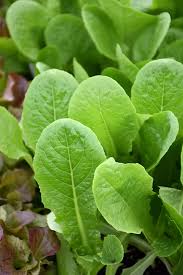 Image result for Lettuce Green 1977 Hussmann