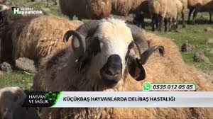 Hayvan Ve Saglik Solunum Sistemi Hastaliklari Youtube