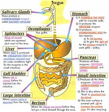 Anatomy of a kitchen faucet (diagram) faucet body: Https Www Oakparkusd Org Cms Lib5 Ca01000794 Centricity Domain 307 23 20the 20digestive 20system Pdf