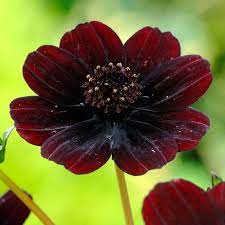 Cosmos Atrosanguineus Chocamocha Chocolate Cosmos Cosmos Plants